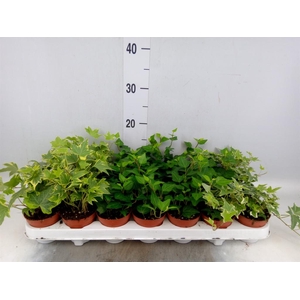 Hedera ...mix