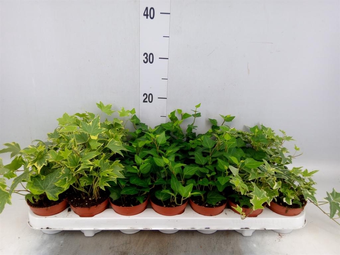 <h4>Hedera ...mix</h4>