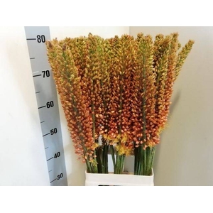 EREMURUS RUITER