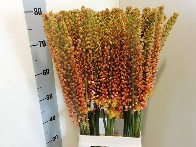 <h4>EREMURUS RUITER</h4>