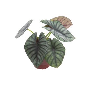 ALOCASIA NEBULA IMPERIALIS P12