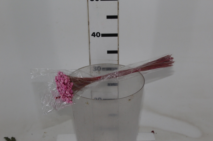 <h4>PLANTA SECA SEMPRE VIVA ROSA 30CM</h4>