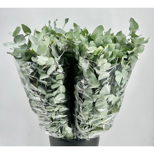 Leaf eucalyptus cinerea da vinci per bunch