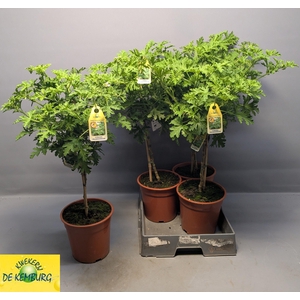 PEL GRAV LEMON TREE