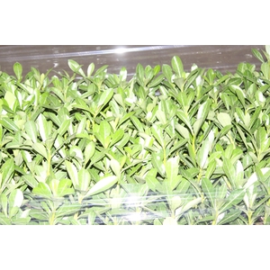 ROSA DO DESERTO P06 SEM FLOR