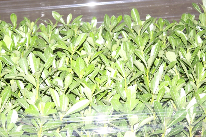 <h4>ROSA DO DESERTO P06 SEM FLOR</h4>