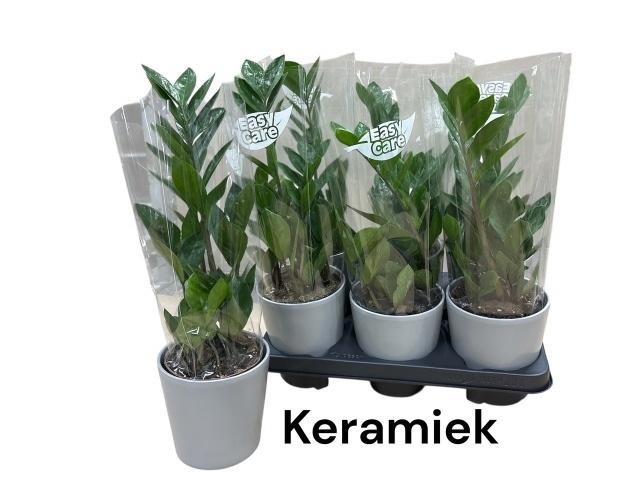 <h4>ZAMIO ZAMIIFOLIA</h4>