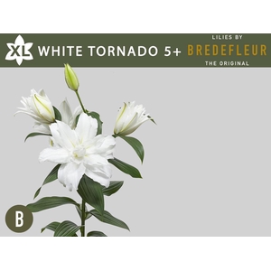 LI OR DU WHI TORNADO 5+