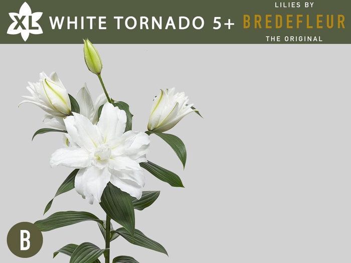 <h4>LI OR DU WHI TORNADO 5+</h4>