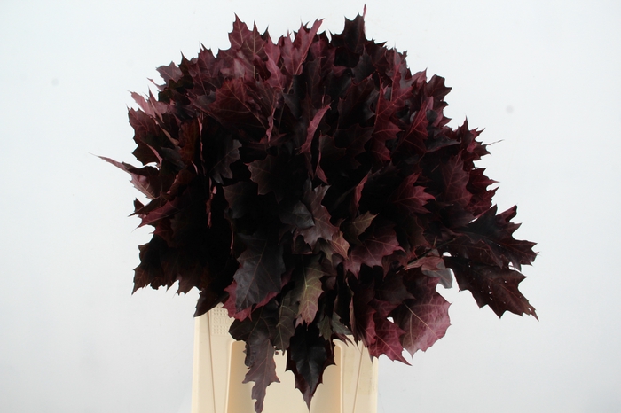 QUERC RUBRA ROOD OPGETROKKEN