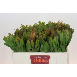 Leucadendron Goldstrike