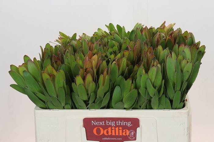 <h4>Leucadendron Goldstrike</h4>