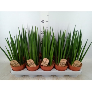 Sansevieria bacularis