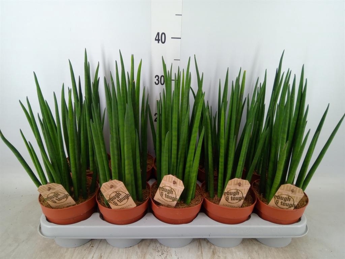 <h4>Sansevieria bacularis</h4>