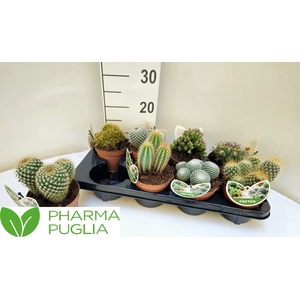 CACTUS GEM