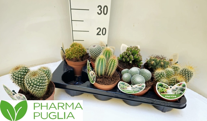 <h4>CACTUS GEM</h4>