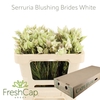 Serruria Blushing Brides White 1-3 Flwrs