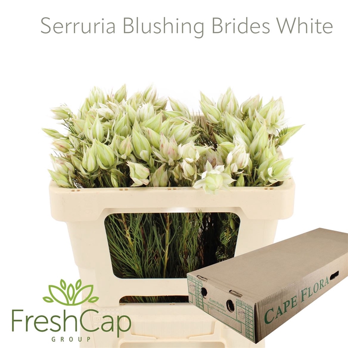 <h4>Serruria Blushing Brides White 1-3 Flwrs</h4>