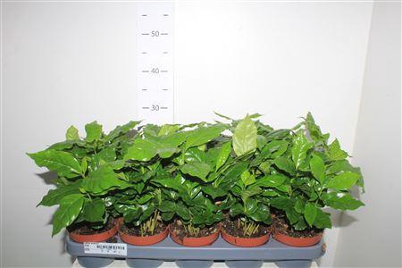 <h4>Coffea Arabica</h4>