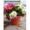 Bougainvillea overig