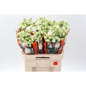 Eus G Celebrich Whit