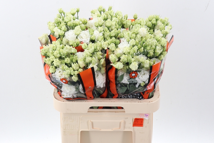 <h4>Eus G Celebrich Whit</h4>