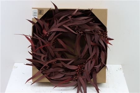 <h4>Wr Eucalyptus Nicoly Berry D35 Red</h4>