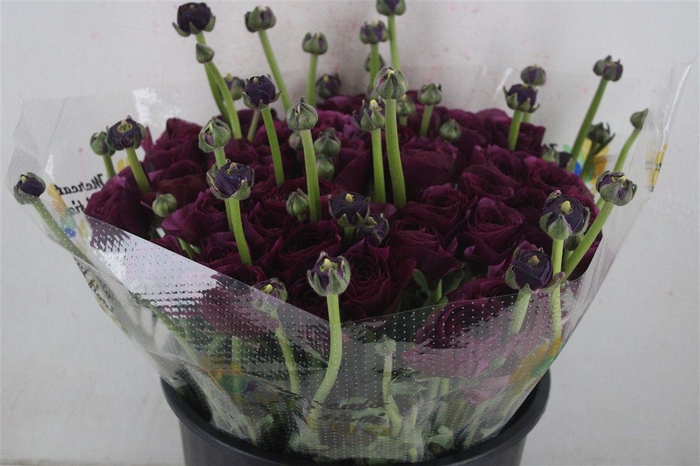 <h4>Ran Cloni Sup Cherry</h4>