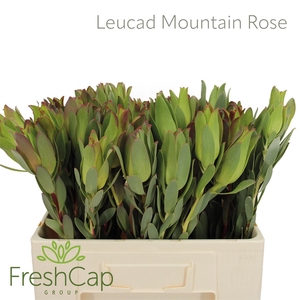 Leucad Mountain Rose