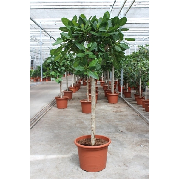 <h4>Ficus benghalensis</h4>