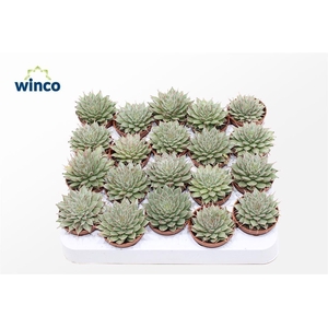 Graptopetalum Feliferum