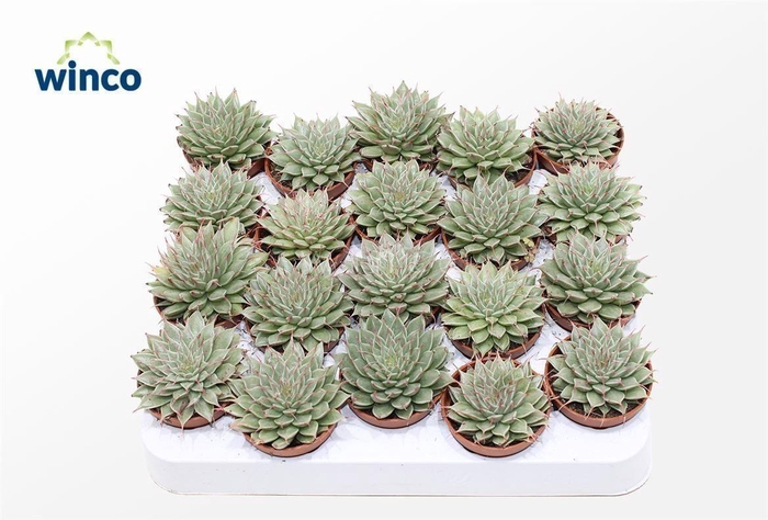 Graptopetalum Feliferum