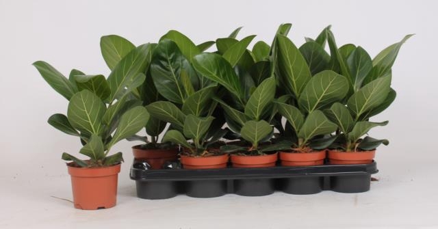 Ficus Benghalensis Audrey 12Ø 40cm 1pp