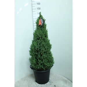 Picea glauca 'Perfecta'