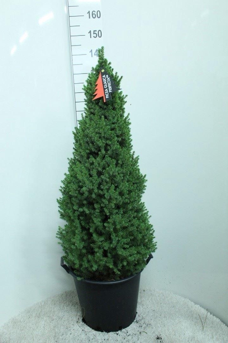 <h4>Picea glauca 'Perfecta'</h4>