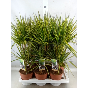 Dracaena marg. 'Sunray'
