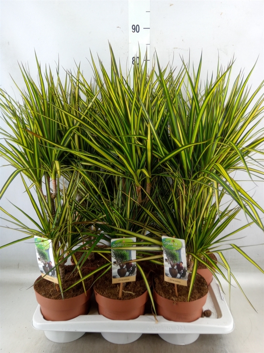 <h4>Dracaena marg. 'Sunray'</h4>