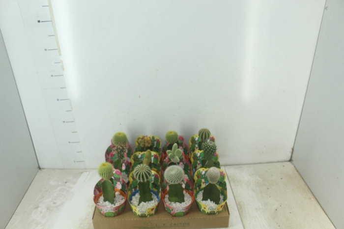<h4>CACTUS ENXERTADO P10</h4>
