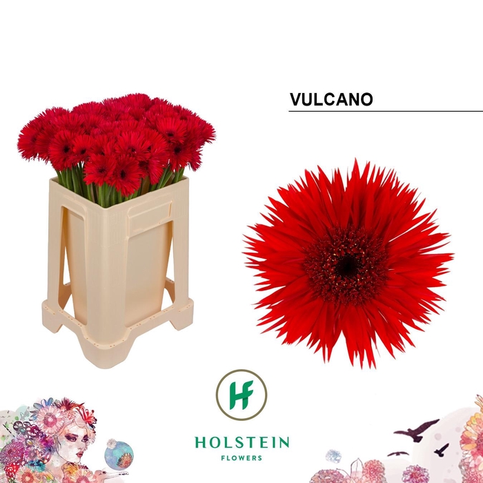 <h4>GE MS GERSP VULCANO</h4>