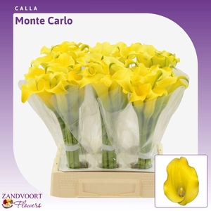 Calla Monte Carlo