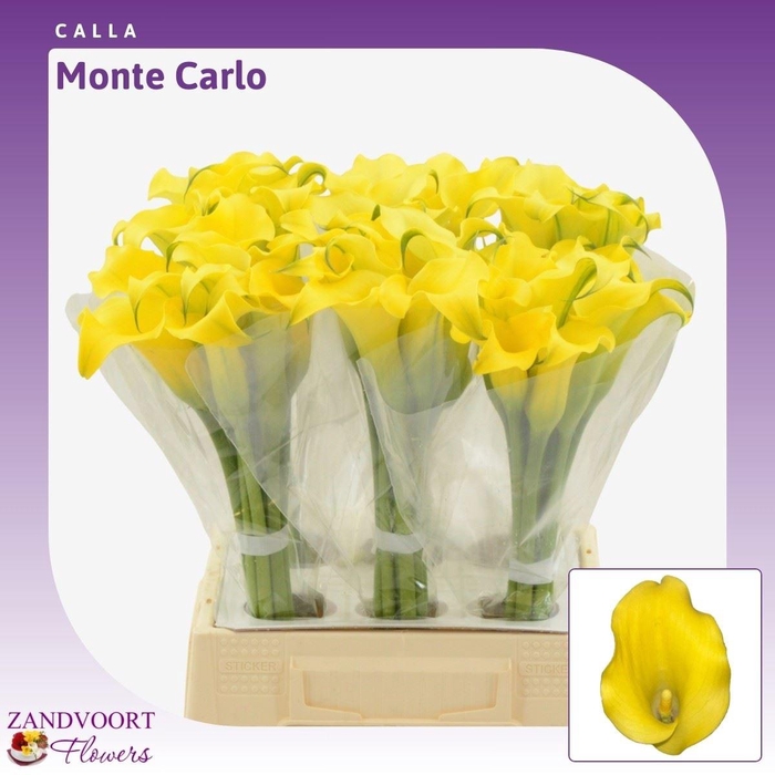 <h4>Calla Monte Carlo</h4>