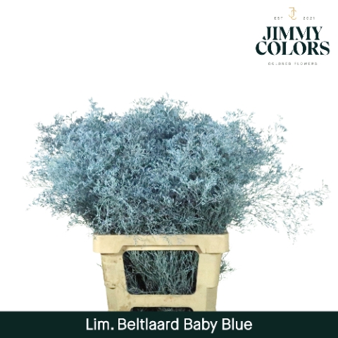 Lim Bel L70 Baby blue