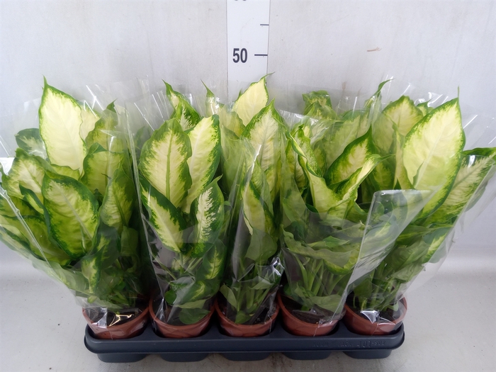 <h4>Dieffenbachia  'Camilla'</h4>