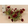 Petunia Sanguna Deep Burgundy