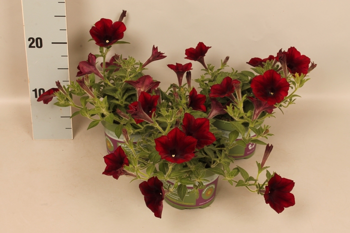 Petunia Sanguna Deep Burgundy