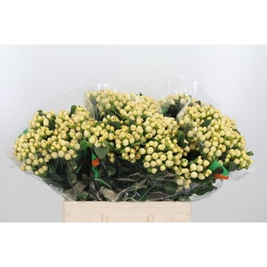 Hyp Mag White Prince