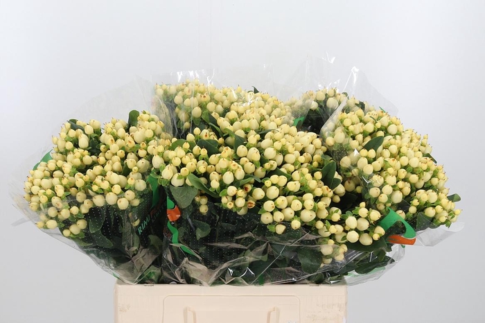 <h4>Hyp Mag White Prince</h4>