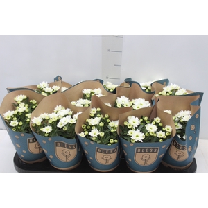 CRISANTEMO MINI P11 BRANCO