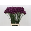 Allium Sphaerocephalon