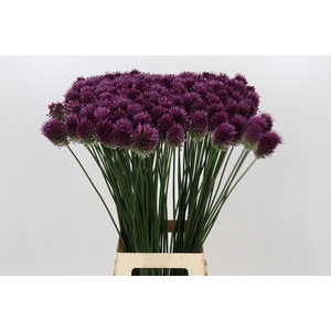 Allium Sphaerocephalon
